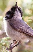 Mountain Chickadee