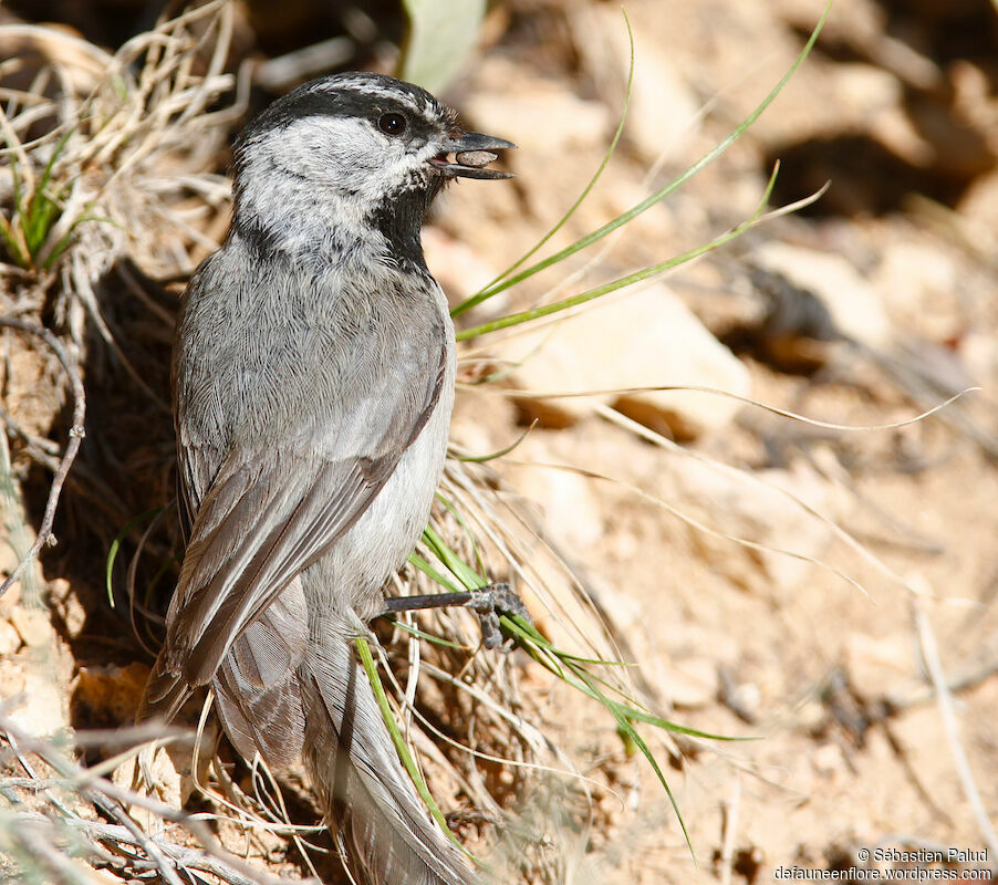 Mountain Chickadee