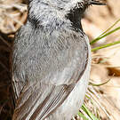 Mésange de Gambel