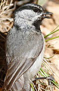 Mountain Chickadee