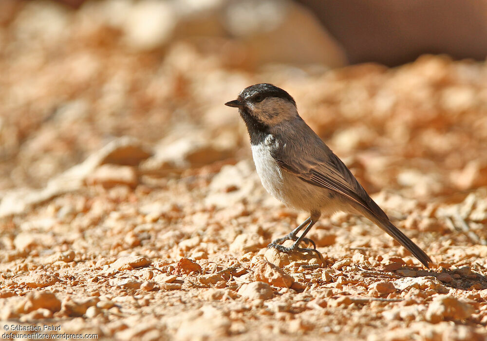 Mésange de Gambel