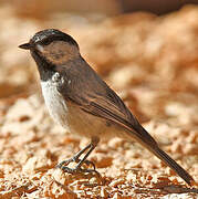 Mountain Chickadee