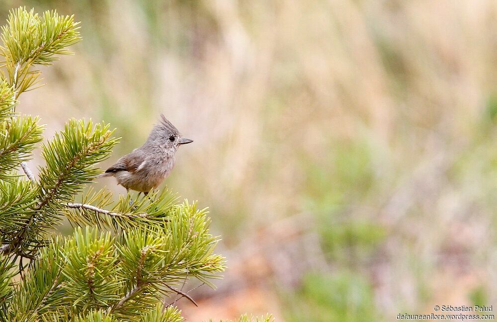 Juniper Titmouse