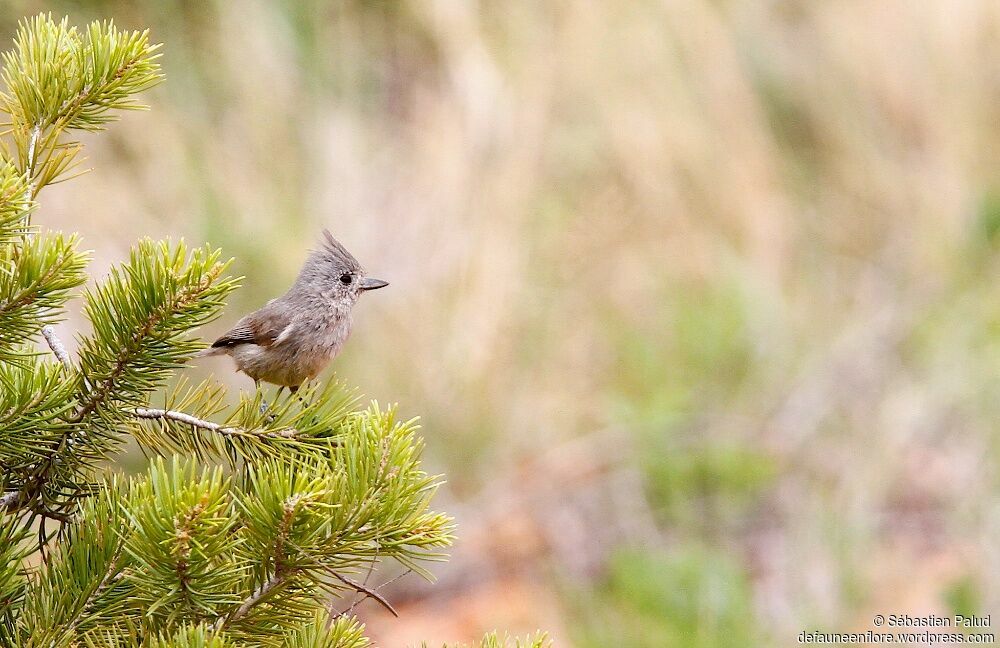 Juniper Titmouse