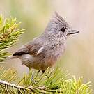 Mésange des pinèdes