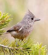 Juniper Titmouse