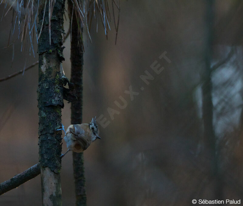 European Crested Tit