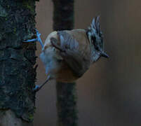 European Crested Tit