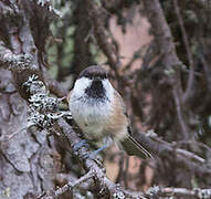 Grey-headed Chickadee