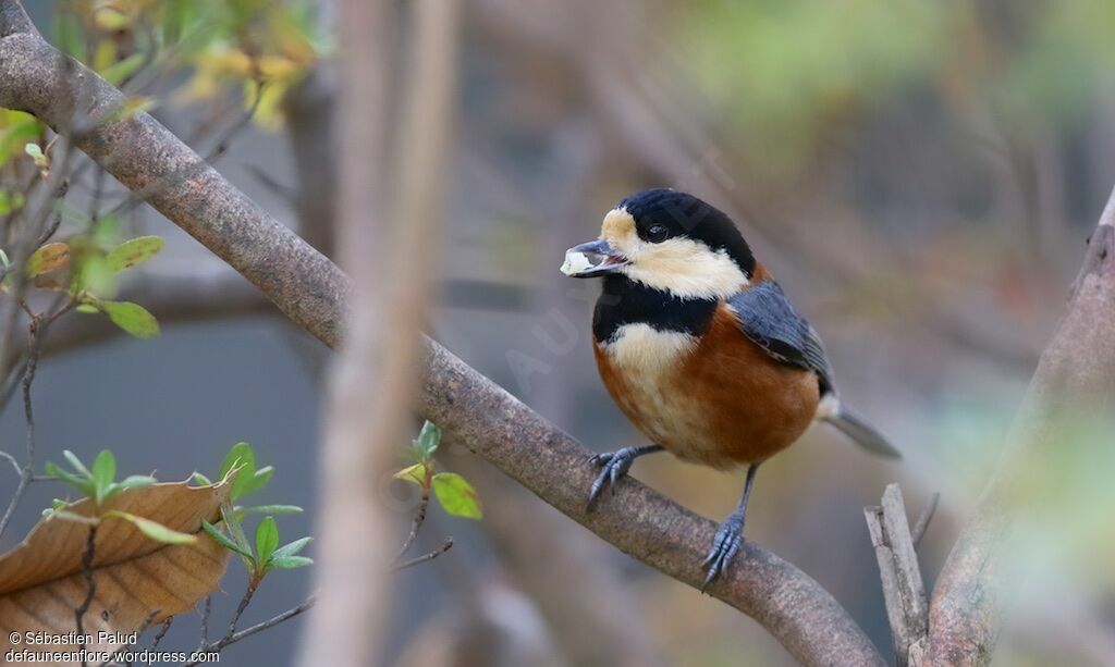 Mésange variéeadulte, identification, mange