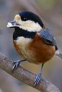 Varied Tit