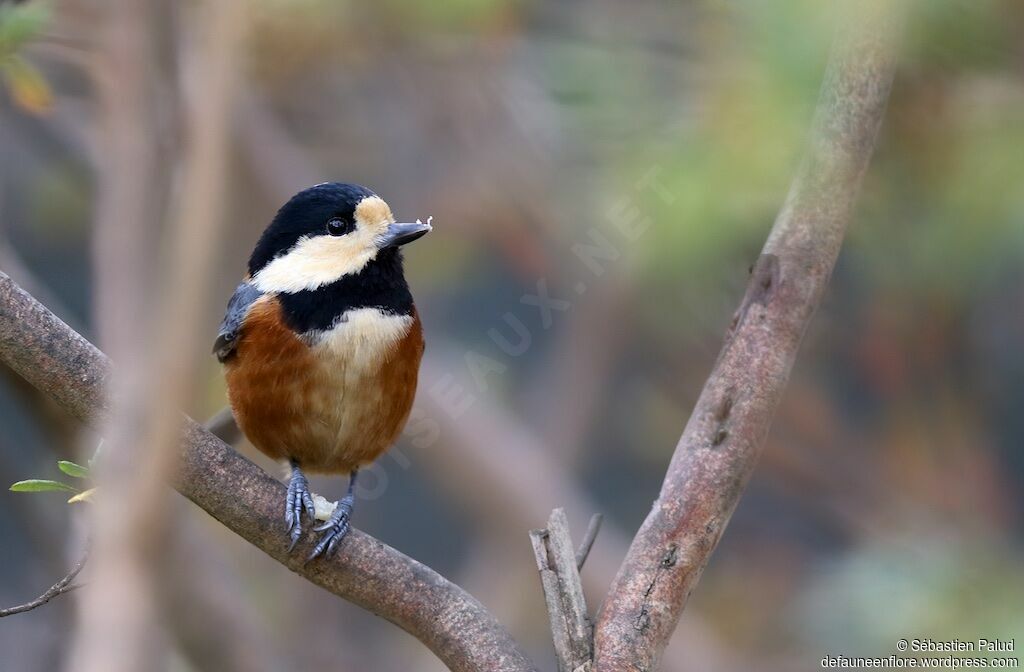 Varied Titadult, identification, eats