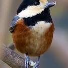 Mésange variée