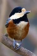 Varied Tit