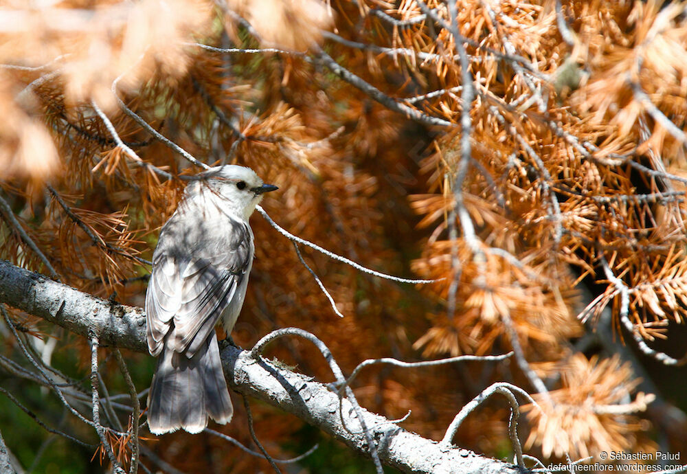 Grey Jayadult