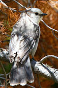 Canada Jay