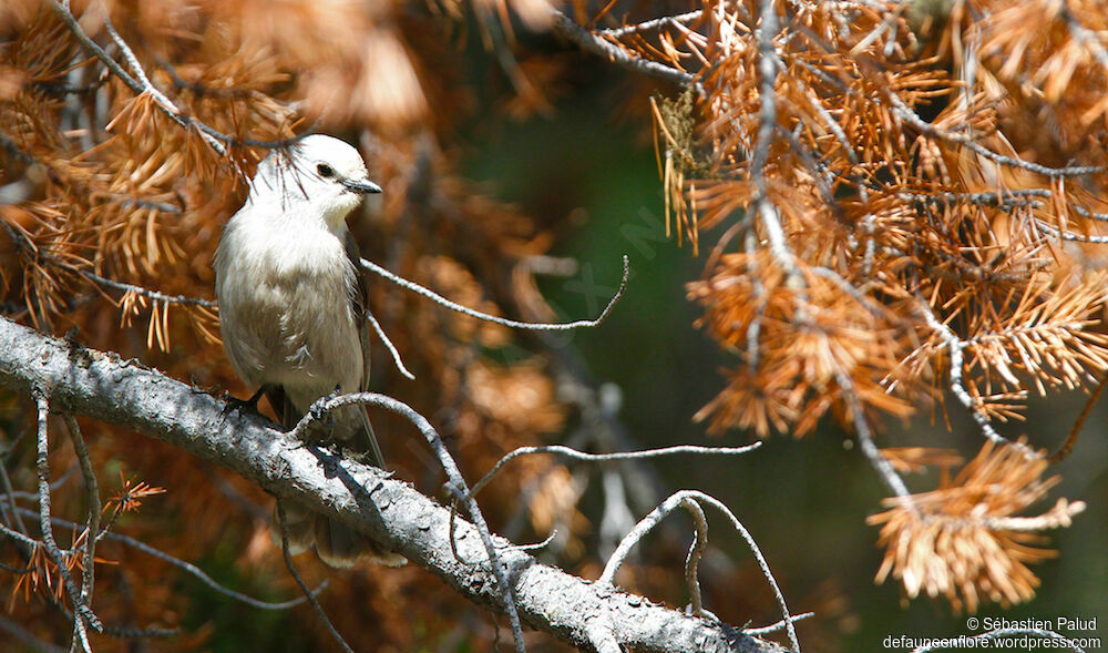 Grey Jayadult