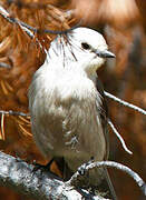 Grey Jay