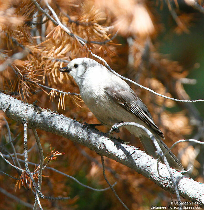 Canada Jayadult