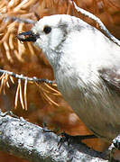 Grey Jay