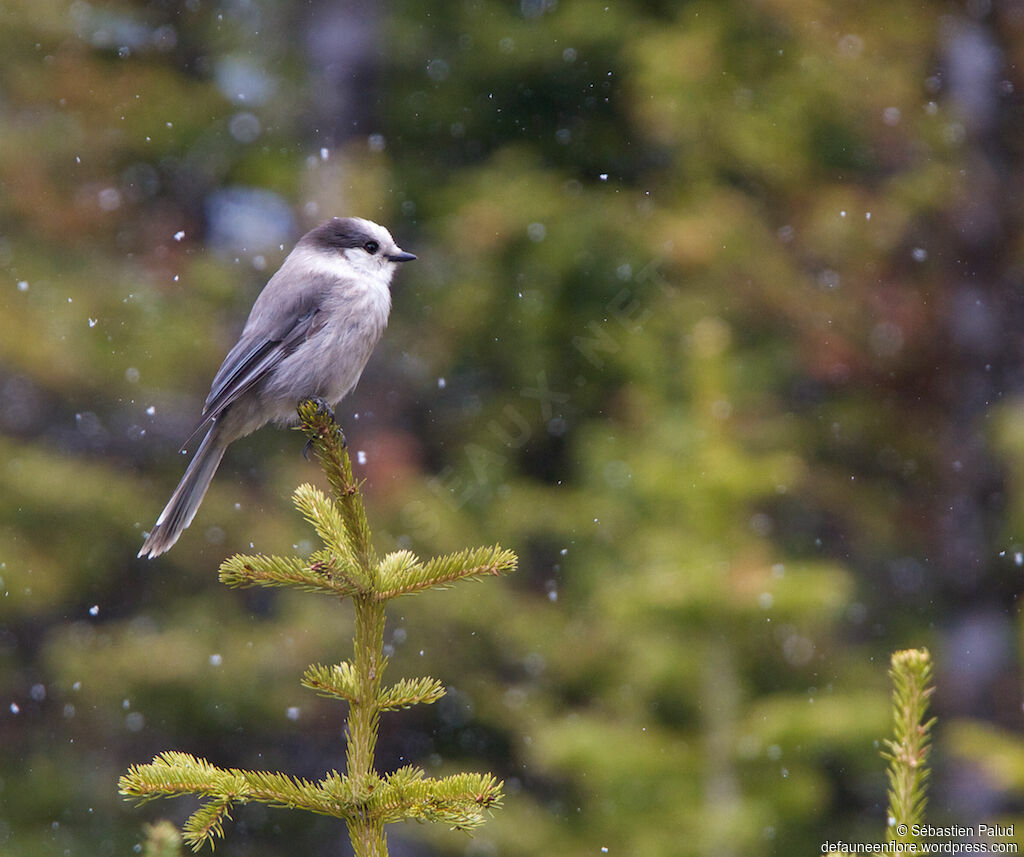 Canada Jayadult, identification