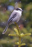 Grey Jay