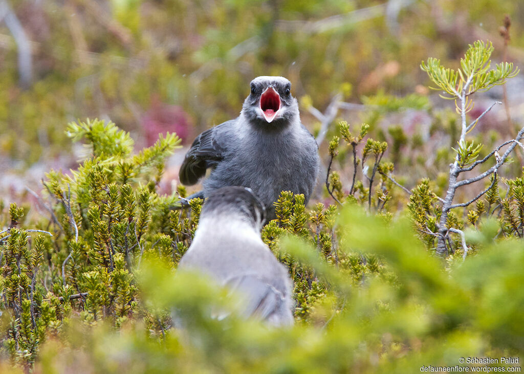 Mésangeai du Canadajuvénile, identification