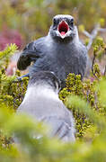 Grey Jay