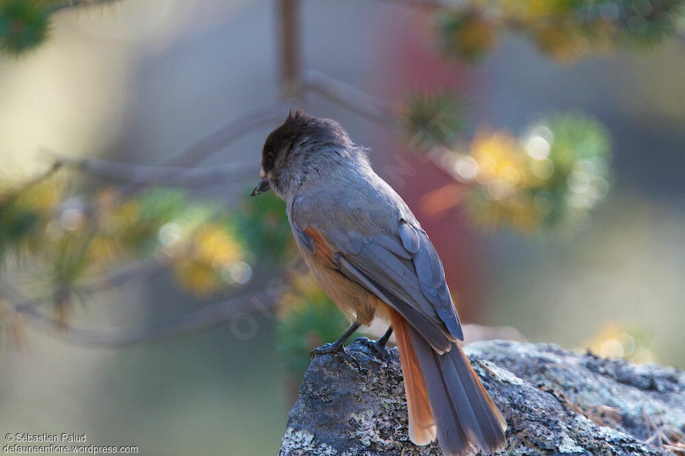 Siberian Jay