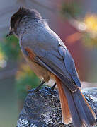 Siberian Jay