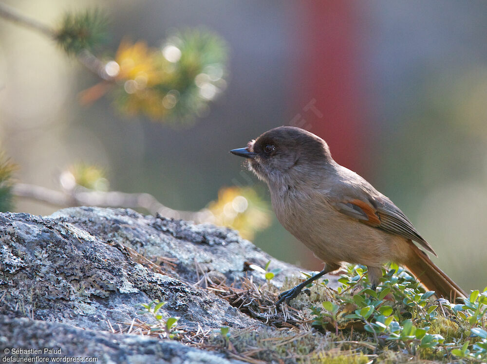 Siberian Jay