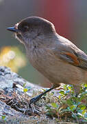 Siberian Jay