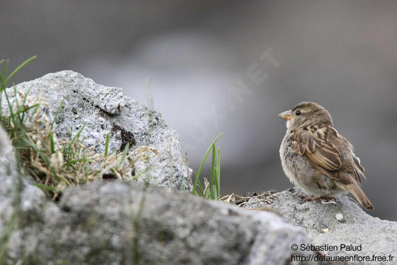 House Sparrow