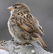 Moineau domestique