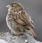 House Sparrow