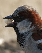 House Sparrow