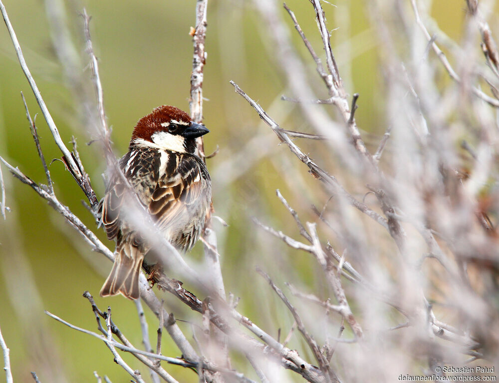 Spanish Sparrow male adult breeding