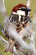 Spanish Sparrow