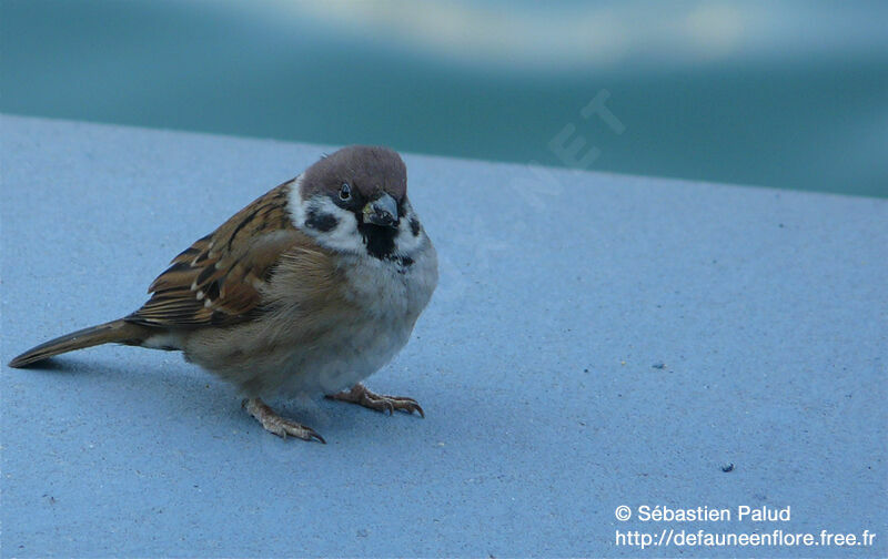 Moineau friquet