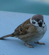 Eurasian Tree Sparrow