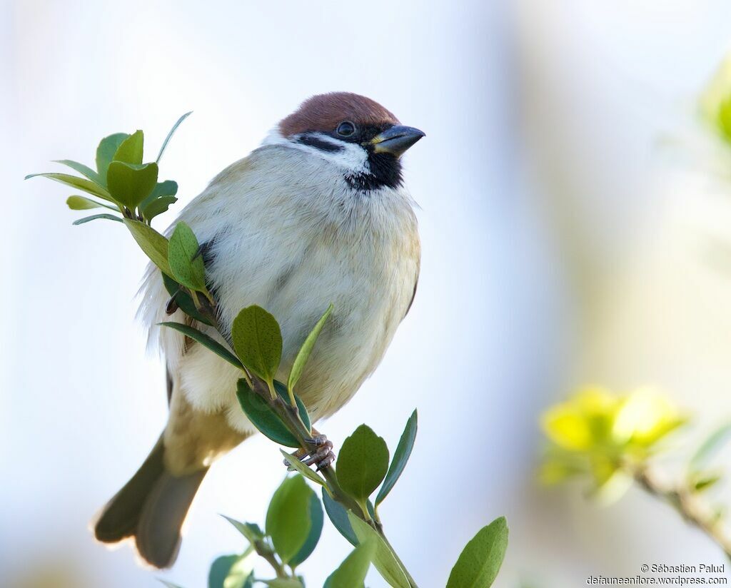 Moineau friquetadulte, identification