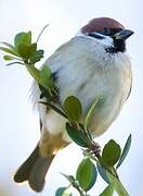 Eurasian Tree Sparrow