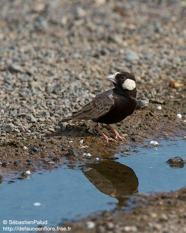 Black-crowned Sparrow-Lark