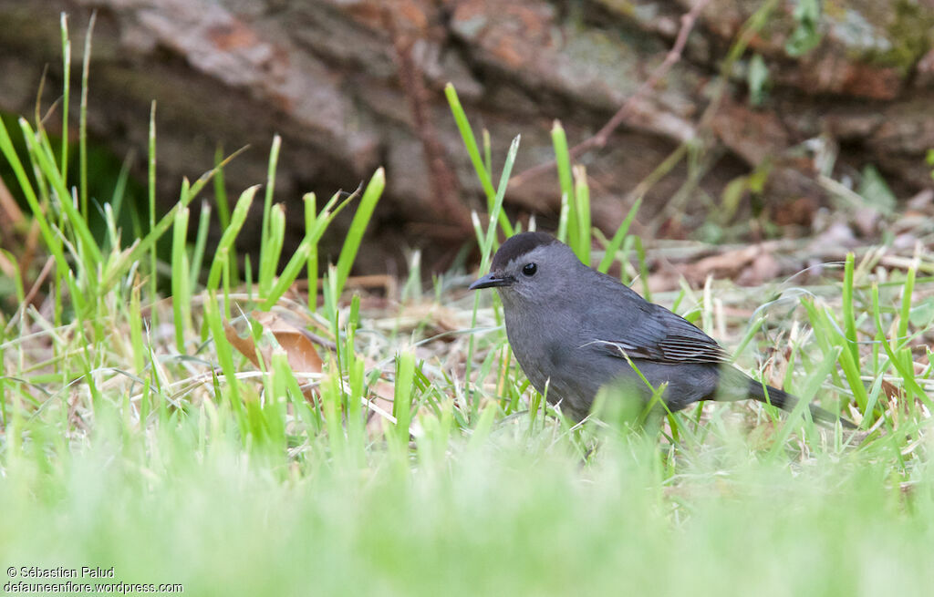 Moqueur chatadulte, identification