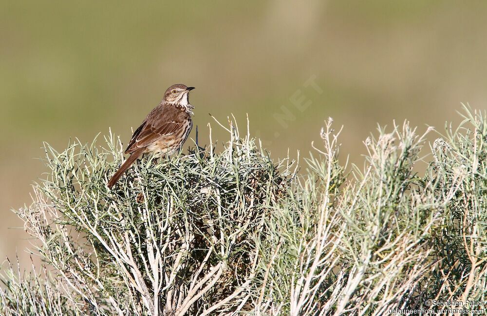 Sage Thrasheradult