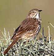 Sage Thrasher