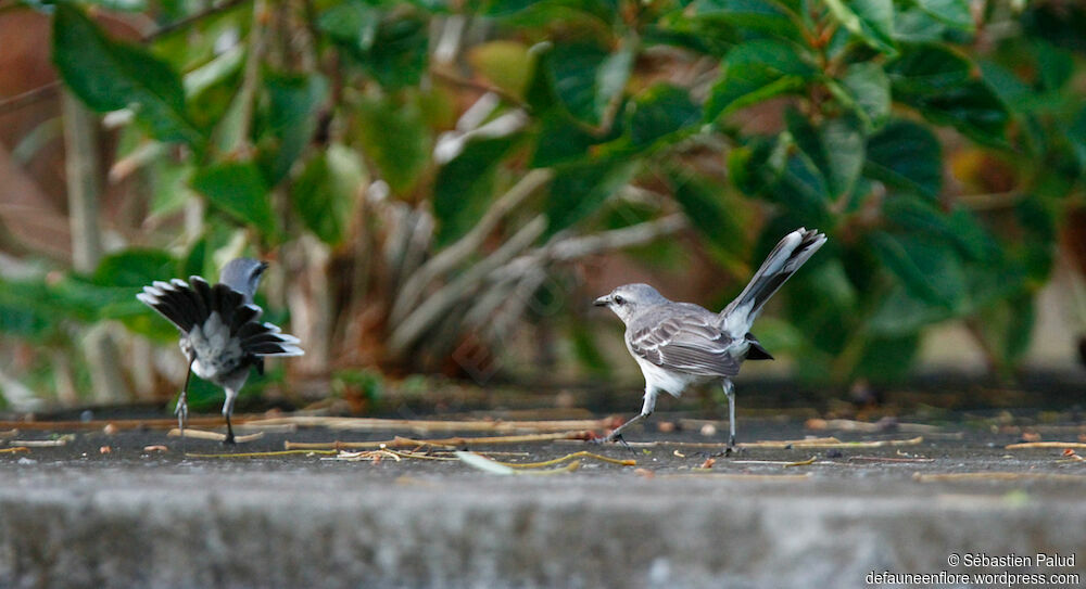 Tropical Mockingbird