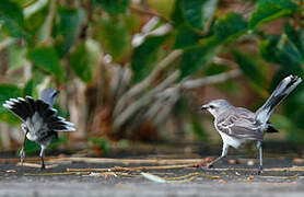 Tropical Mockingbird