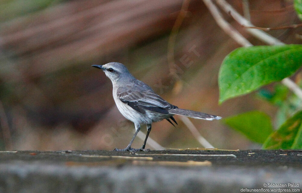 Tropical Mockingbird