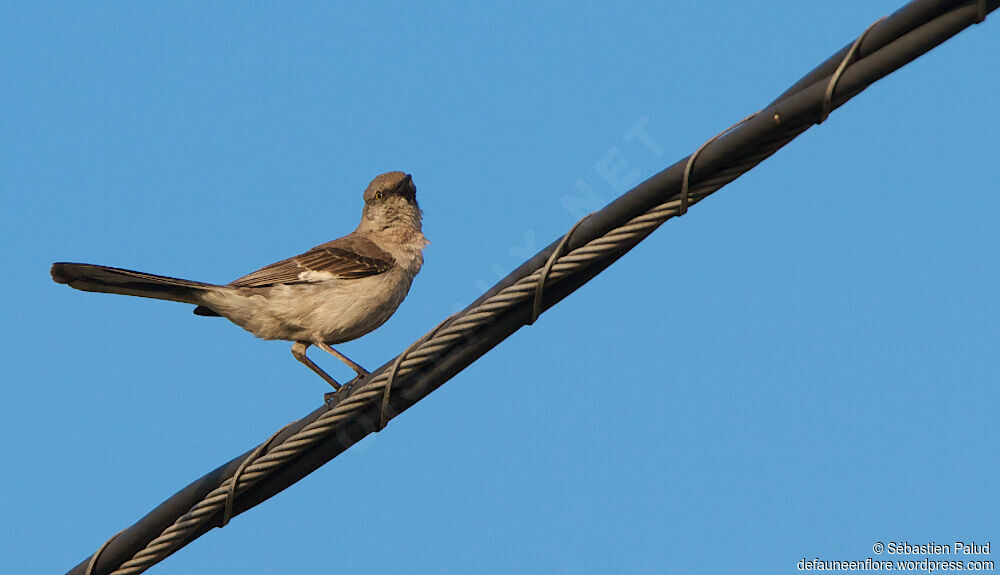 Northern Mockingbirdadult